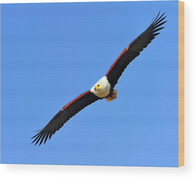 African Fish Eagle Wood Print featuring the photograph African Fish Eagle by Tony Beck