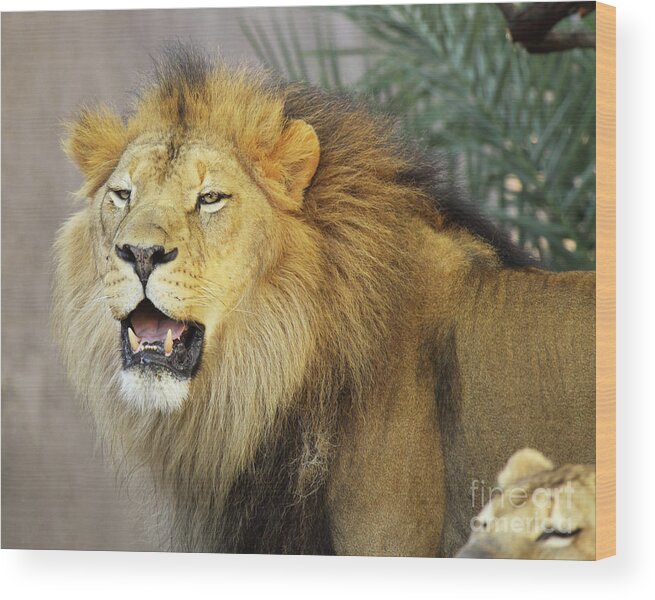 African Lion Wood Print featuring the photograph African Lion Flehmen by Max Allen