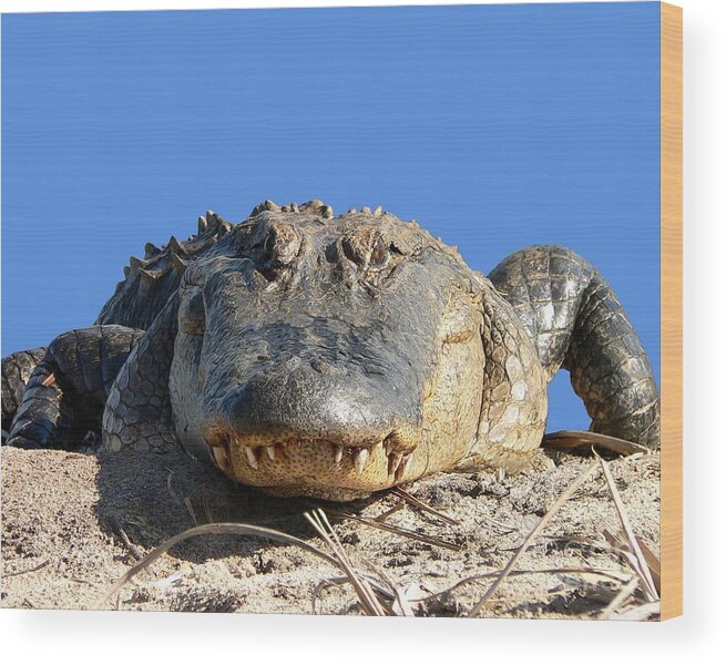 Gator Wood Print featuring the photograph Alligator Approach .png by Al Powell Photography USA