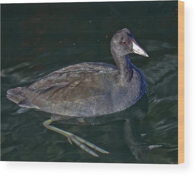Coot Wood Print featuring the photograph American Coot by Carl Olsen