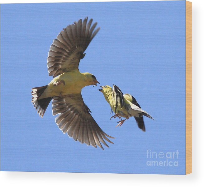 Bird Wood Print featuring the photograph American Goldfinch Exchange by Wingsdomain Art and Photography