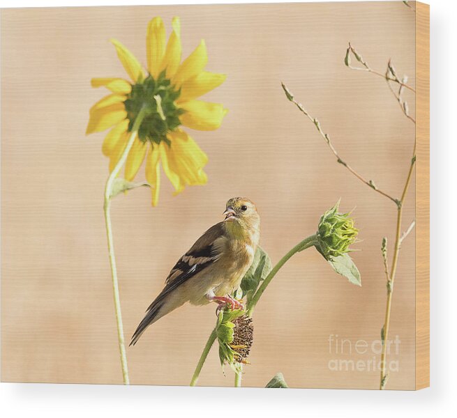 Bird Wood Print featuring the photograph American Goldfinch Feeding on Sunflower Seeds by Dennis Hammer
