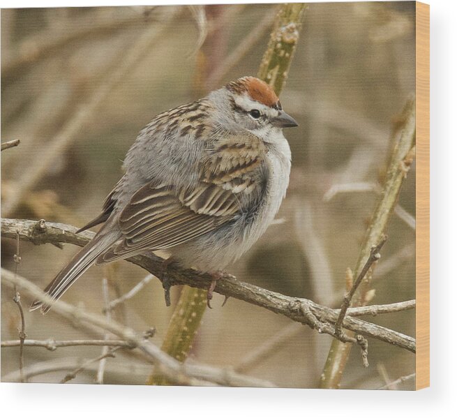 Bird Wood Print featuring the photograph American Tree Sparrow 3511 by Michael Peychich