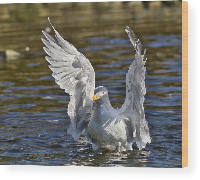 A Glaucous-winged Seagull Bathes In A Creek - Sunshine Coast Wood Print featuring the photograph Angel Wings by Carl Olsen