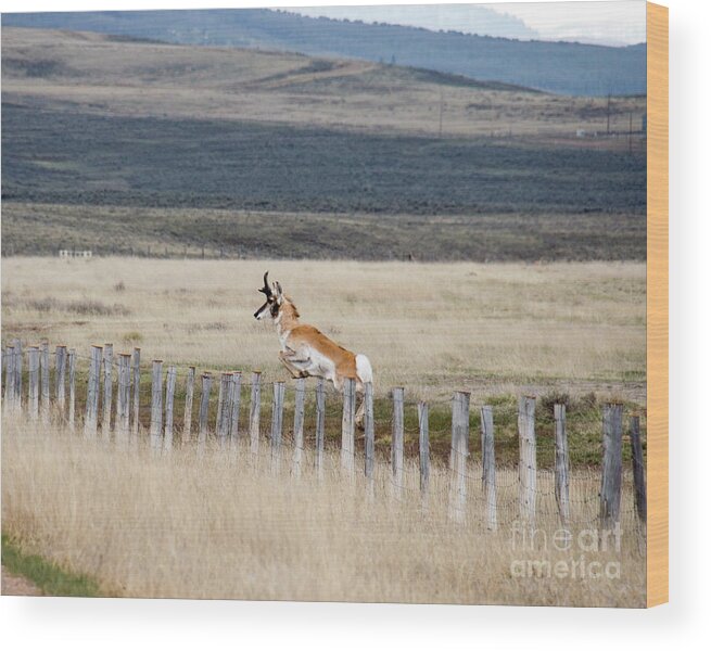 Antelope Wood Print featuring the photograph Antelope jumping fence 1 by Rebecca Margraf