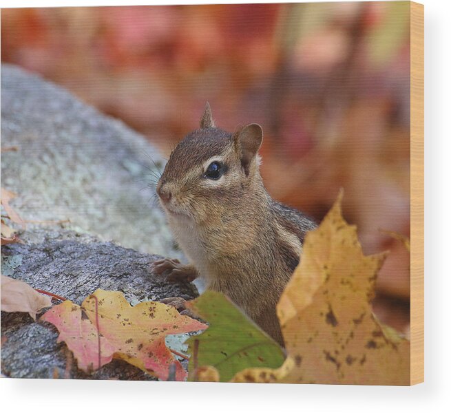 Wildlife Wood Print featuring the photograph Autumn Chipmunk by William Selander