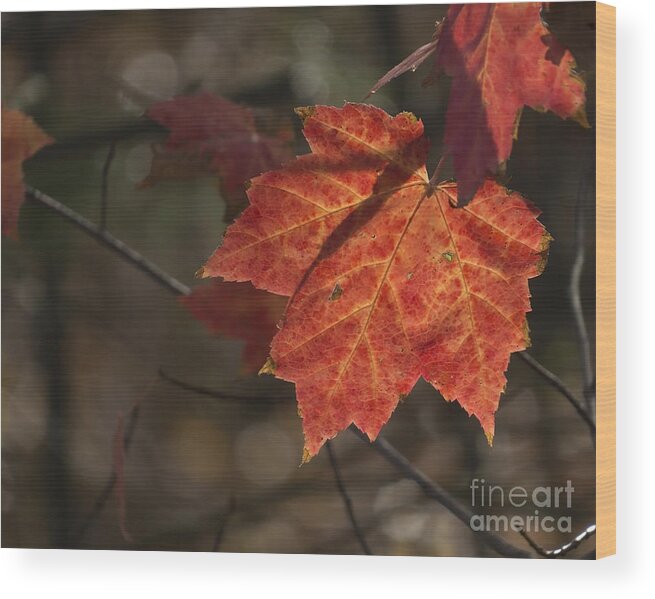 Leaves Wood Print featuring the photograph Autumn Leaf 2015 by Lili Feinstein