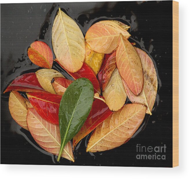 Tree Leaves Wood Print featuring the photograph Autumn Leaves have Fallen, California by Wernher Krutein