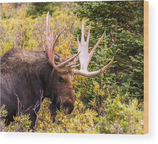 Moose Wood Print featuring the photograph Autumn Moose #2 by Mindy Musick King