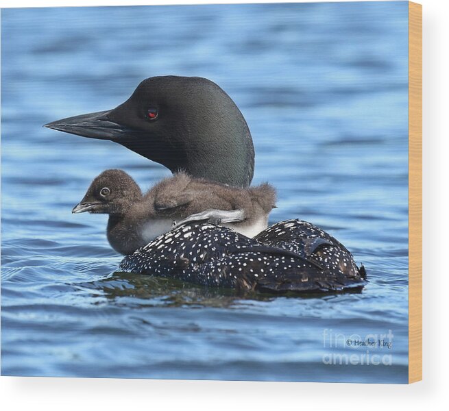 Loon Wood Print featuring the photograph Baby Loon Pram by Heather King