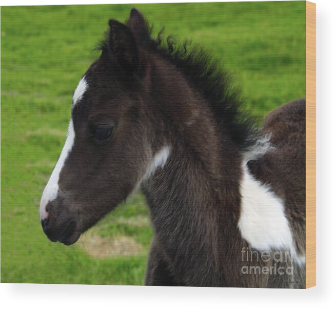 Horse Photography Wood Print featuring the photograph Baby by Patricia Griffin Brett