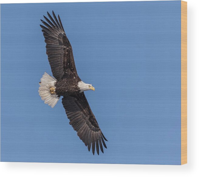 American Bald Eagle Wood Print featuring the photograph Bald Eagle 2018-1 by Thomas Young