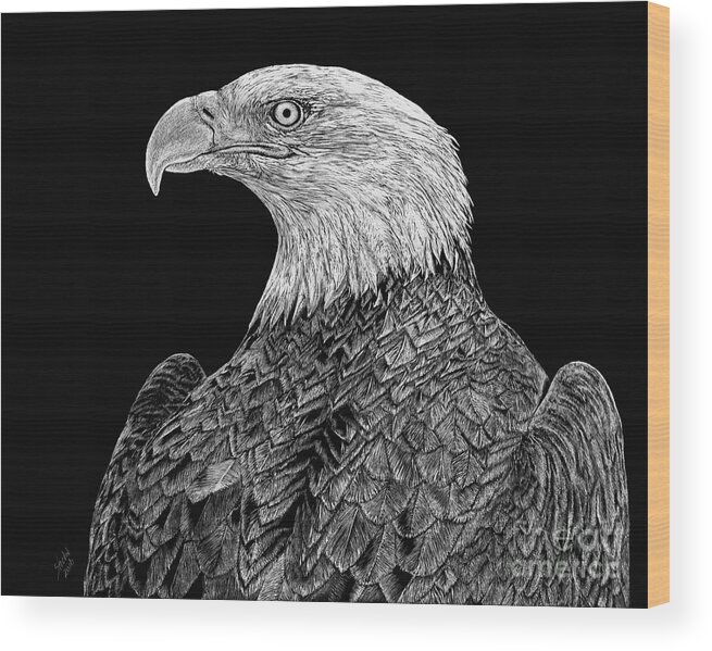 Bald Eagle Wood Print featuring the drawing Bald Eagle Scratchboard by Shevin Childers