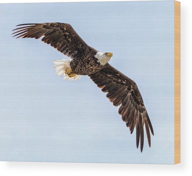 Bald Wood Print featuring the photograph Bald Eagle soaring by Joe Myeress