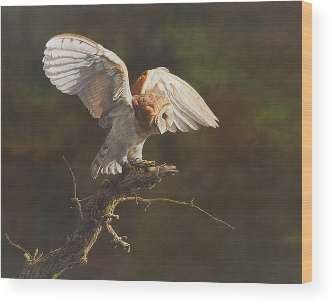 Wildlife Paintings Wood Print featuring the painting Barn Owl by Alan M Hunt
