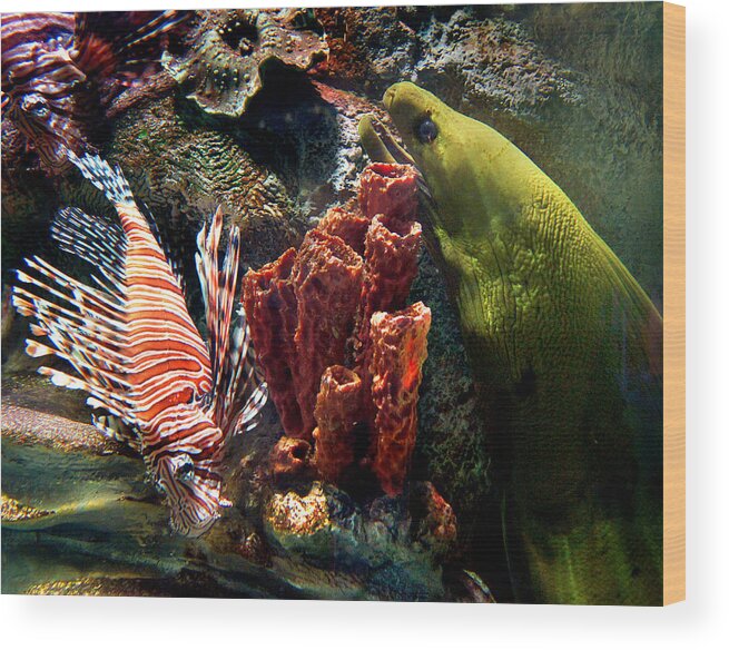 Eel Wood Print featuring the photograph Barnacle Buddies by Bill Pevlor