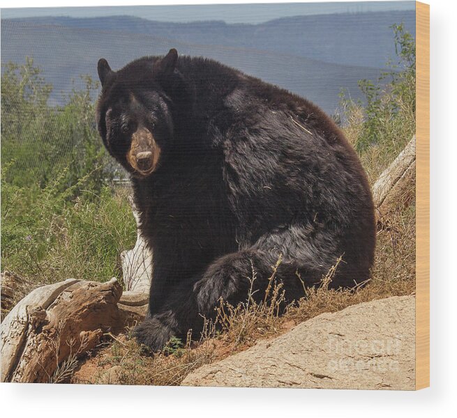 Animals Wood Print featuring the photograph Bear by Kathy McClure