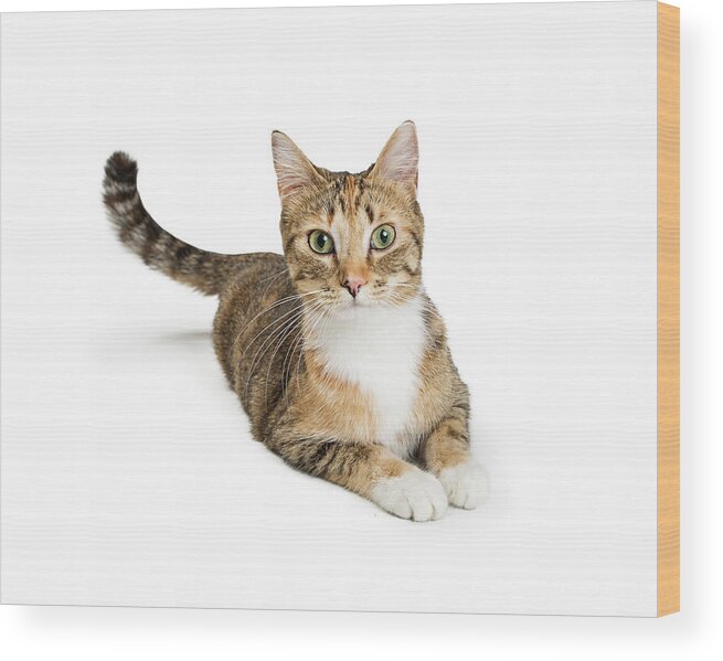 White Background Wood Print featuring the photograph Beautiful Tabby Cat Looking At Camera by Good Focused