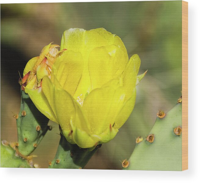 Arizona Wood Print featuring the photograph Belleza Aislado h24 by Mark Myhaver