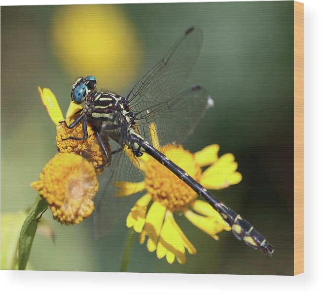 Dragonfly Wood Print featuring the photograph Big Blue Eyes by Doris Potter