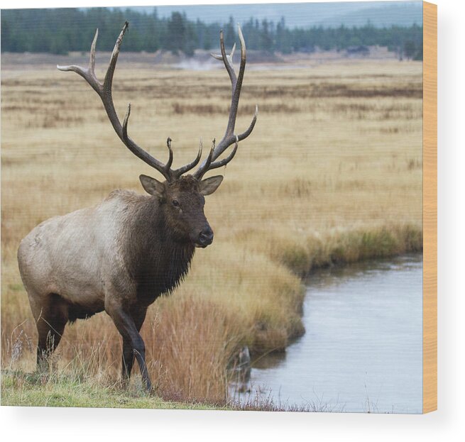 Elk Wood Print featuring the photograph Big Bull Elk by Wesley Aston