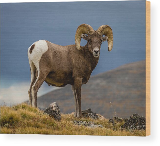 Tapestry Wood Print featuring the photograph Big Horn by Gary Migues