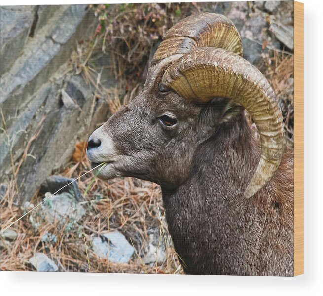 Bighorn Sheep Wood Print featuring the photograph Bighorn Ram Hayseed by Harry Strharsky