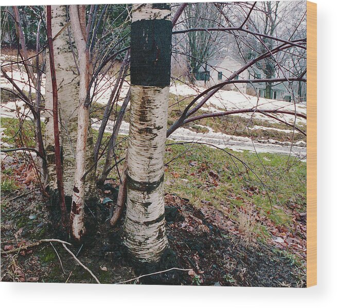 Nyoda Girls Camp Wood Print featuring the digital art Birch Trees with House, Winter at Camp Nyoda 1988 by Kathy Anselmo