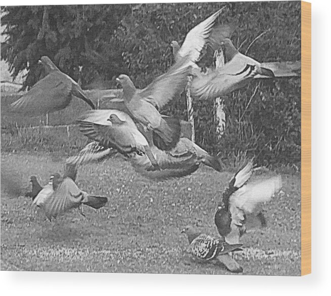 Bird Wood Print featuring the photograph Bird Flurry by Suzy Piatt