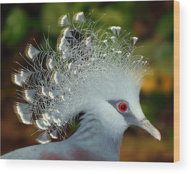Crowned Pigeon Wood Print featuring the photograph Bird in Motion by Shannon Kunkle