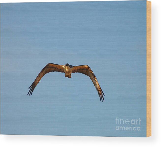 Clay Wood Print featuring the photograph Bird of Prey by Clayton Bruster