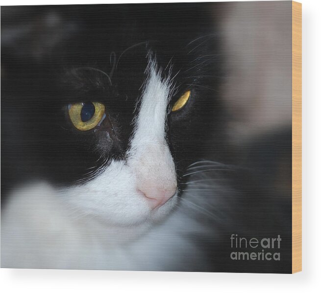 Cat Wood Print featuring the photograph Black and White Cat by Lila Fisher-Wenzel
