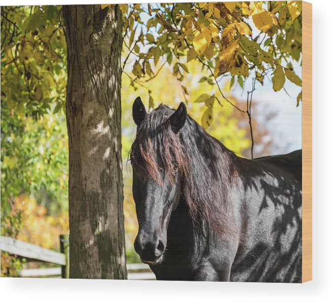 Equine Wood Print featuring the photograph Black Beauty Autumn by Joann Long