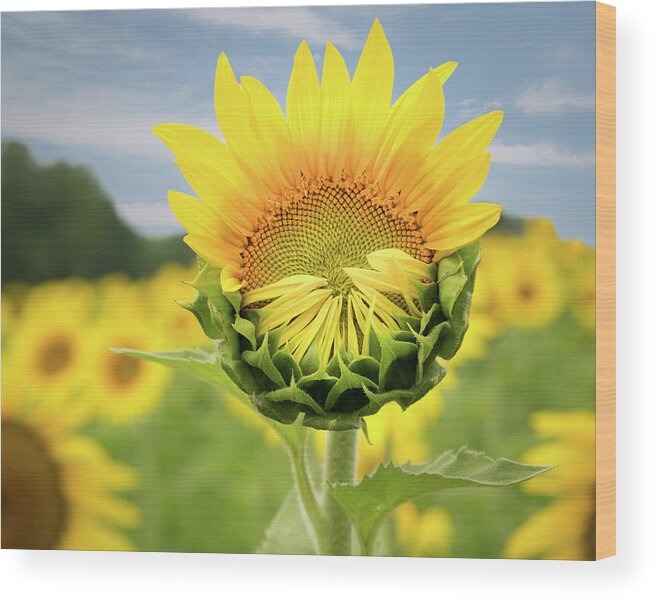 Sunflower Wood Print featuring the photograph Blooming Sunflower by Natalie Rotman Cote