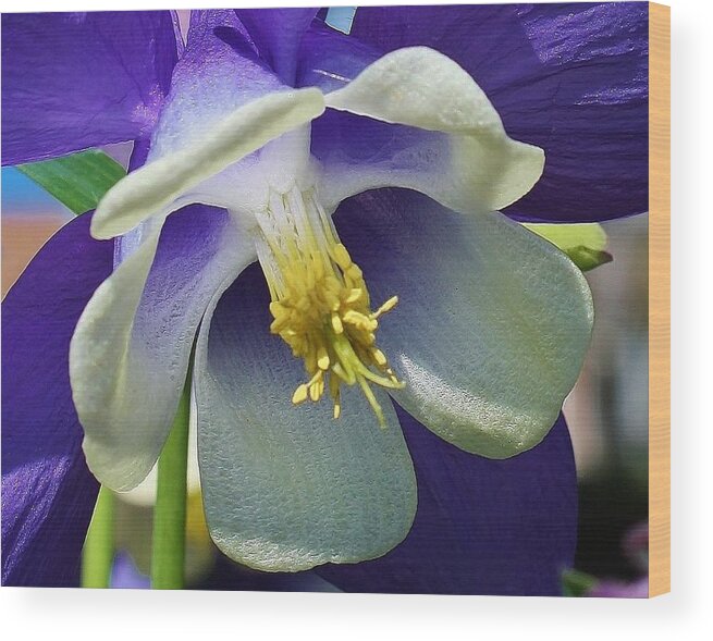 Flora Wood Print featuring the photograph Blue Columbine Up Close 1 by Bruce Bley