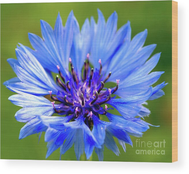 Macro Wood Print featuring the photograph Blue Cornflower by Baggieoldboy