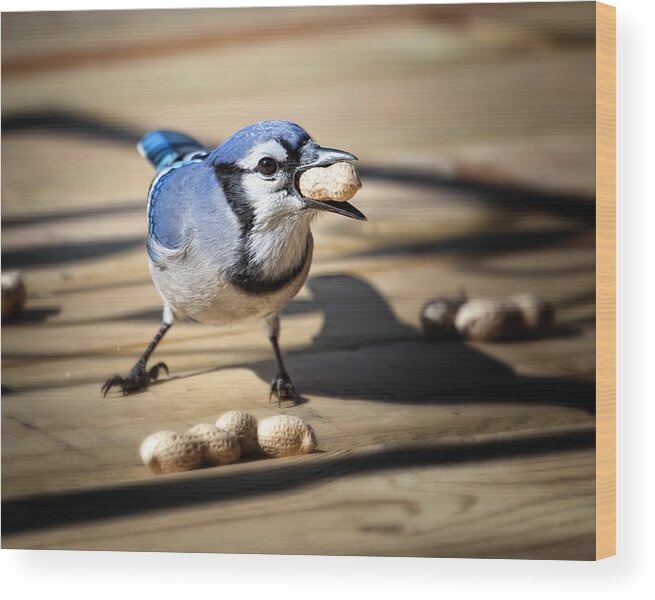Blue Jay Wood Print featuring the photograph Blue Jay eating a Peanut by Al Mueller