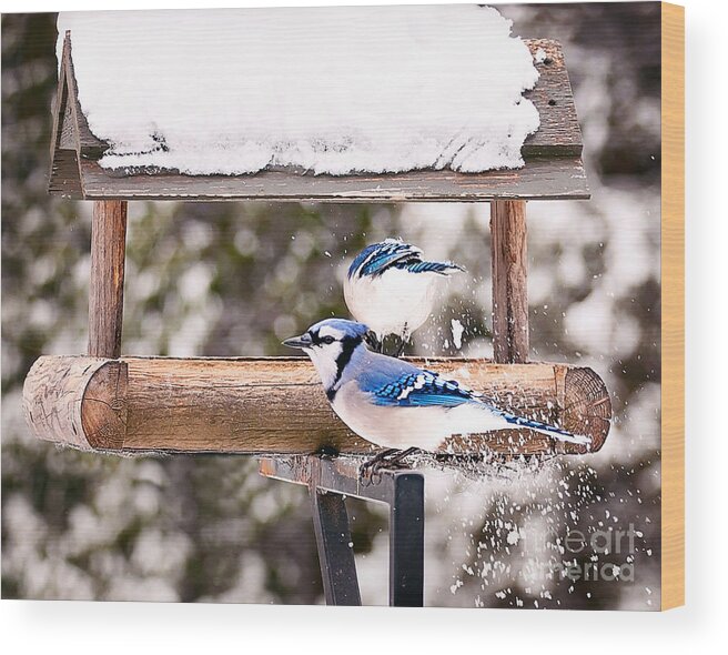 Blue Jays Wood Print featuring the photograph Blue Jays in Winter by Gwen Gibson