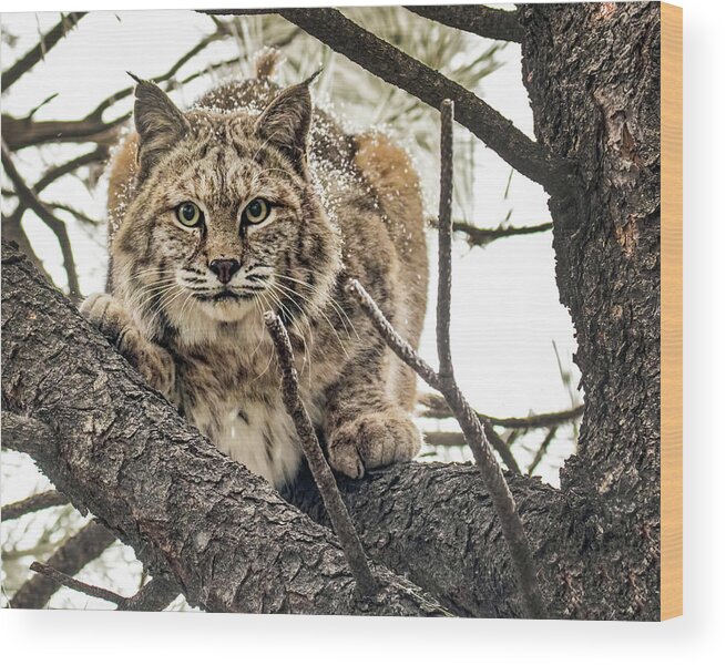 Categories Wood Print featuring the photograph Bobcat in Winter by Dawn Key