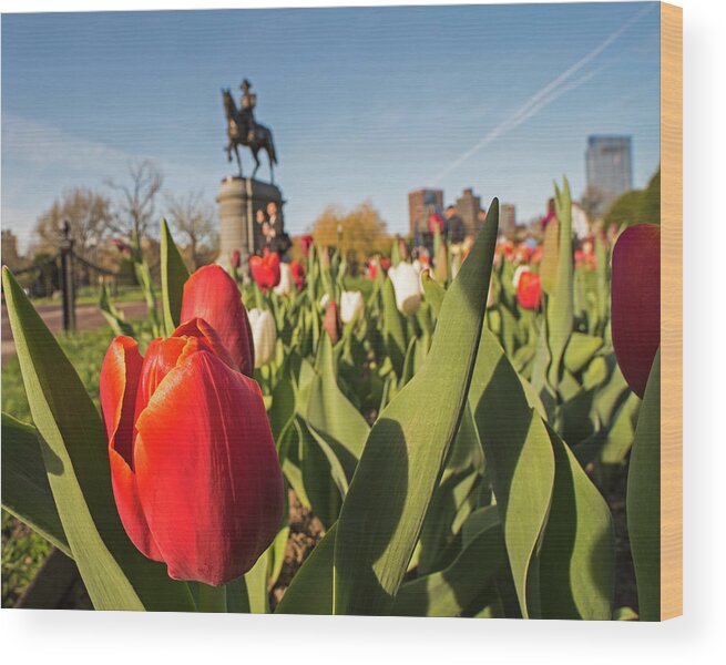 Boston Wood Print featuring the photograph Boston Public Garden Tulips and George Washington Statue 2 by Toby McGuire
