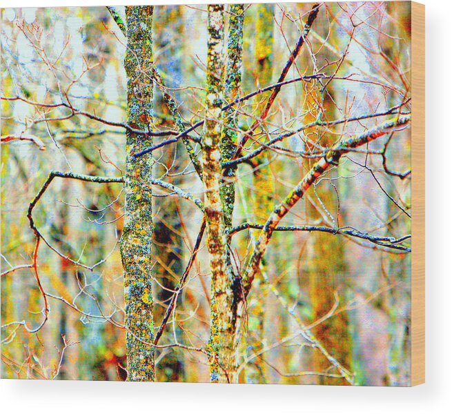 Abstract Wood Print featuring the photograph Branches by David Ralph Johnson