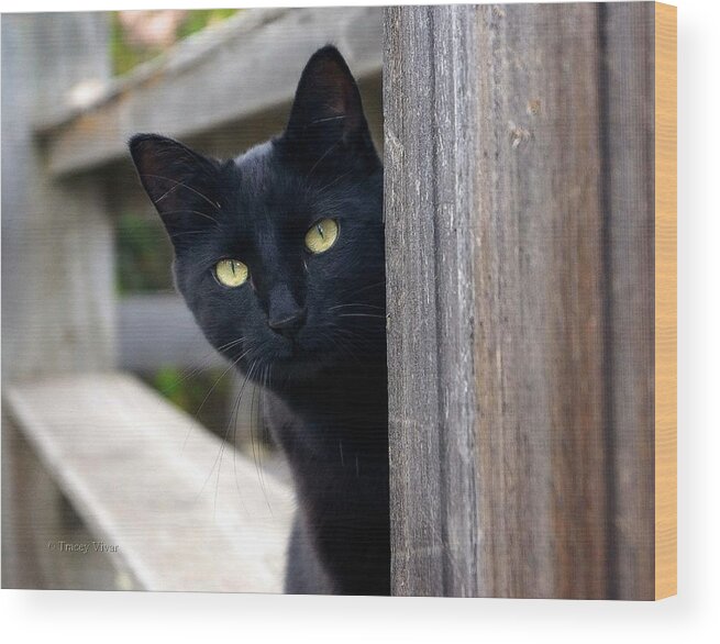 Cat Wood Print featuring the photograph Bright Eyed Kitty by Tracey Vivar