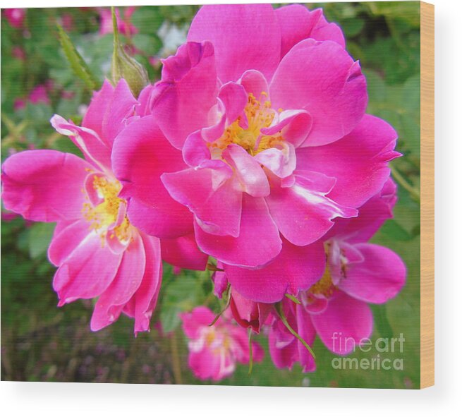 William Baffin Rose Wood Print featuring the photograph Brilliant Pink by Susan Lafleur