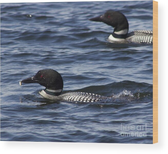 Loons Wood Print featuring the photograph Bringing Home Dinner by Alice Mainville