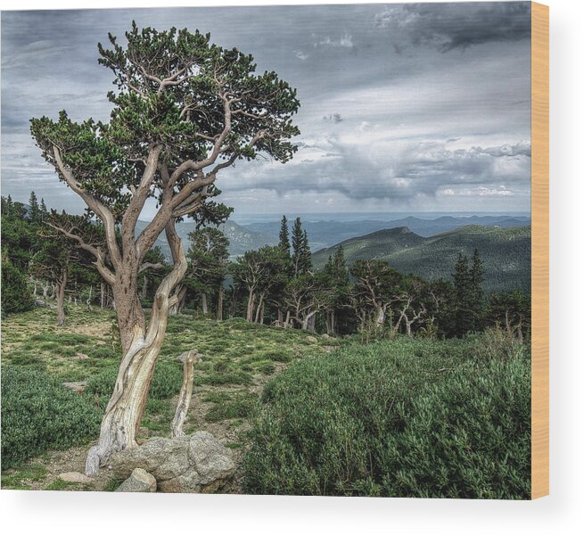 Fine Art Photography Wood Print featuring the photograph Bristlecone Pine 2 by John Strong