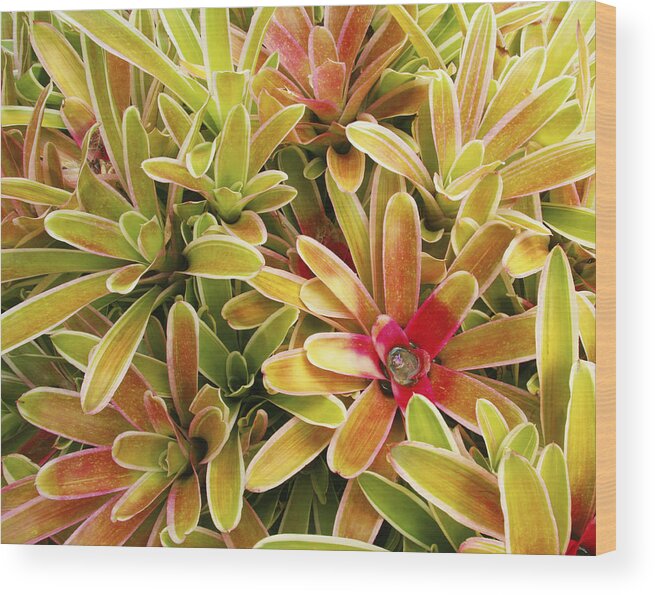 Bromeliad Wood Print featuring the photograph Bromeliad Brightness by Ron Dahlquist - Printscapes