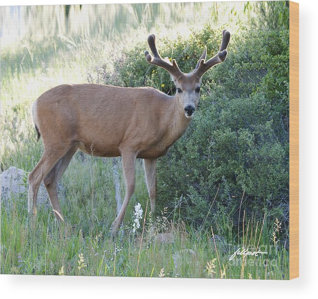 Young Buck Deer In New Velvet Wood Print featuring the photograph Buck in Velvet by Bon and Jim Fillpot
