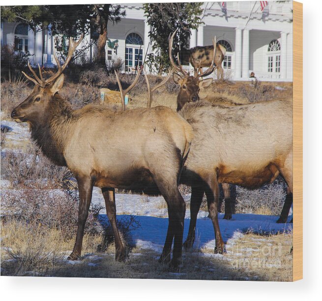 Bull Elk and Friends Wood Print by Greg Plamp - Fine Art America