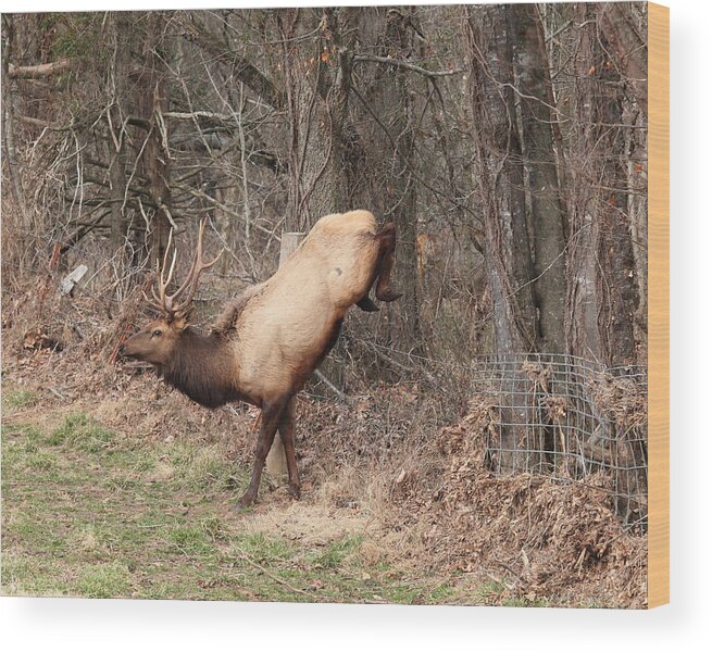 Bull Elk Wood Print featuring the photograph Bull Elk Jumping Fence by Michael Dougherty