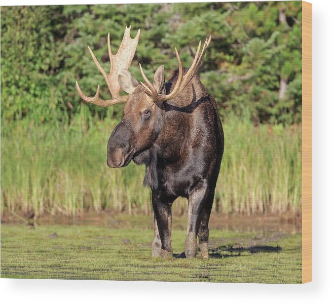 Bull Moose Wood Print featuring the photograph Bull Moose in Prime by Jack Bell